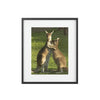 Framed Posters, Matte - Printed in Australia by Prima Printing - Hugging Kangaroos - Australia - Green Forest Home