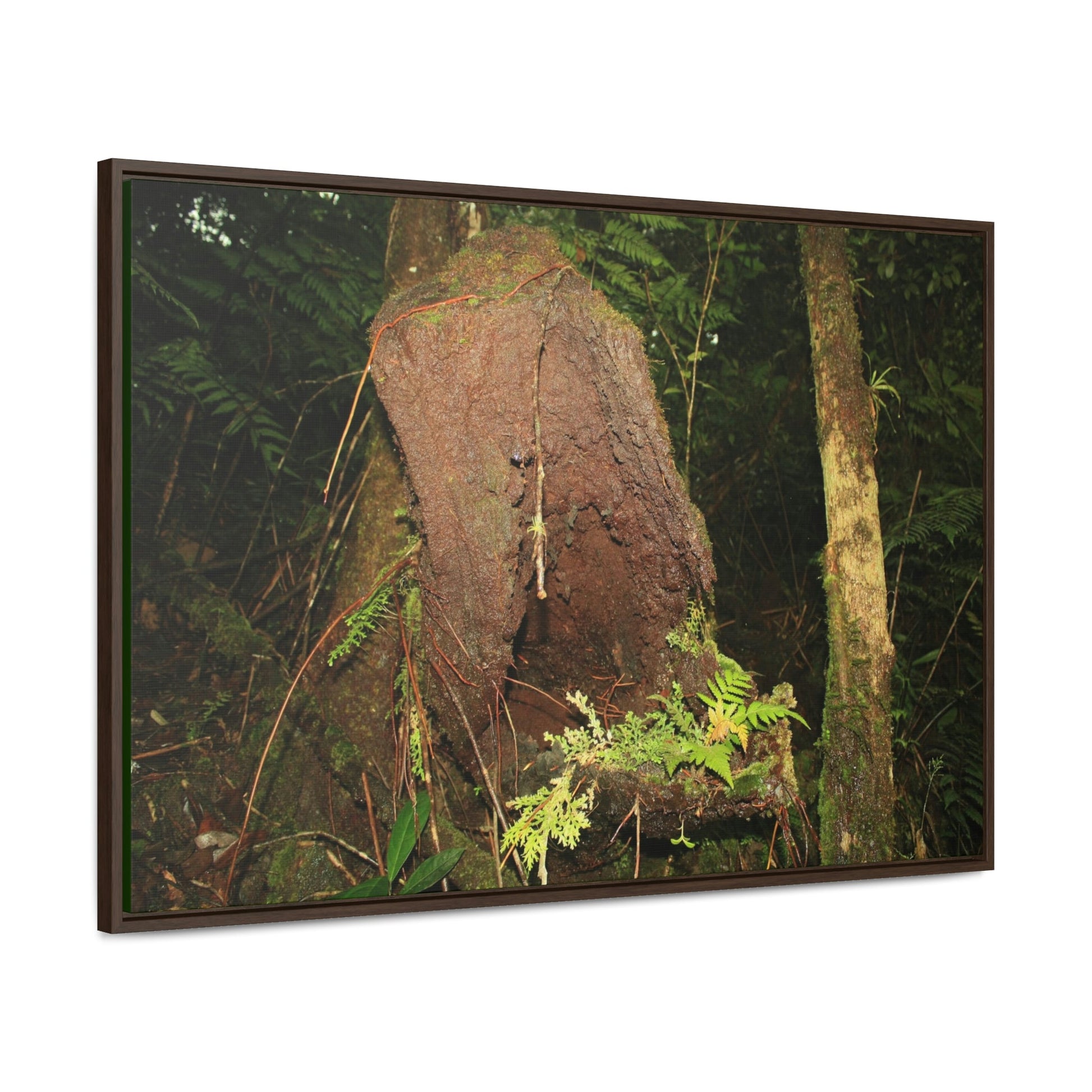 Horizontal Framed Premium Gallery Wrap Canvas - 14 KM TRADEWINDS TRAIL - EL YUNQUE RAINFOREST PR EXPLORATION ON 2013-02-01 - DECAYING TREE WITH PLANTS INSIDE ON TRAIL - BEFORE MARIA - Green Forest Home