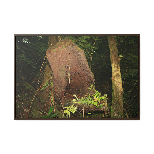 Horizontal Framed Premium Gallery Wrap Canvas - 14 KM TRADEWINDS TRAIL - EL YUNQUE RAINFOREST PR EXPLORATION ON 2013-02-01 - DECAYING TREE WITH PLANTS INSIDE ON TRAIL - BEFORE MARIA - Green Forest Home