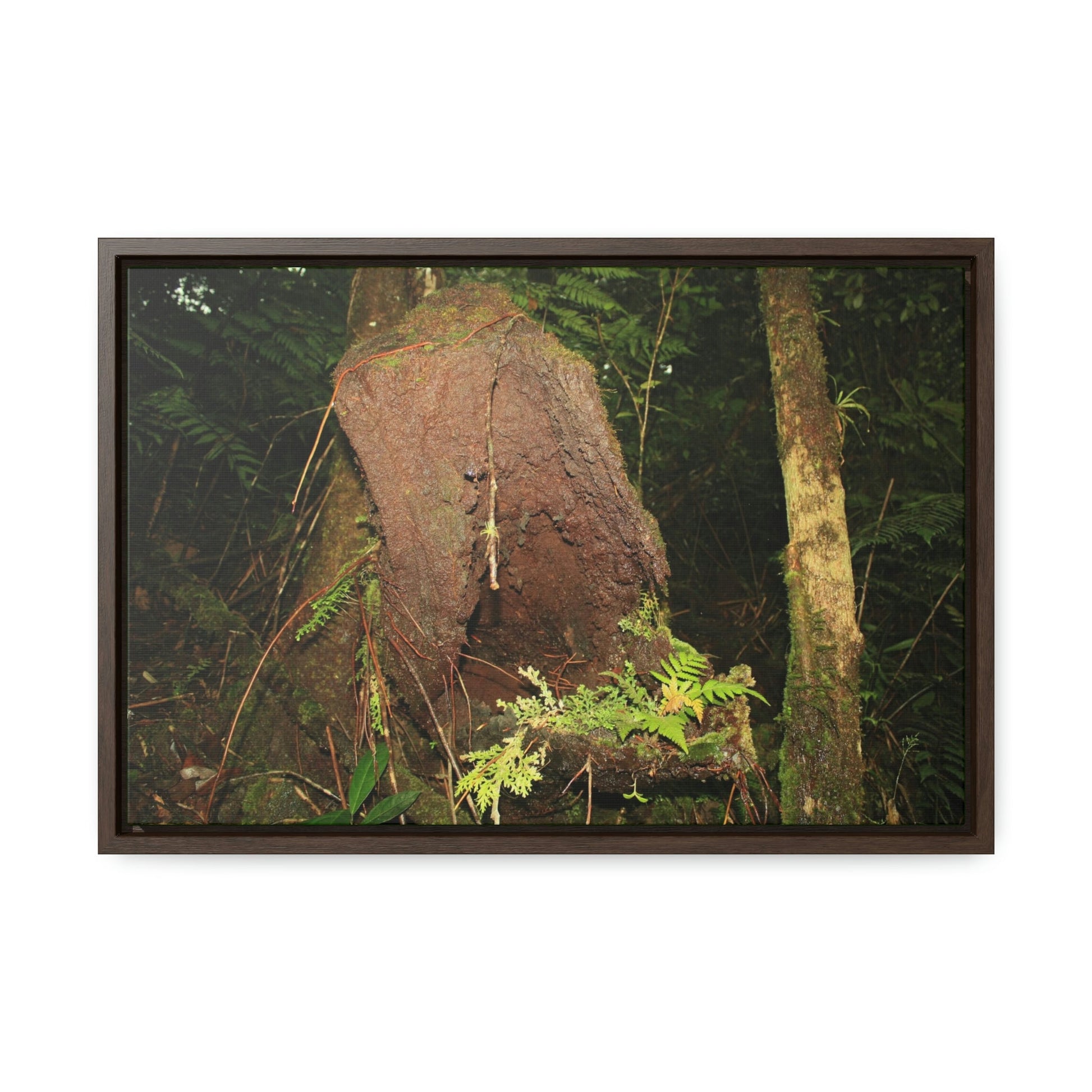 Horizontal Framed Premium Gallery Wrap Canvas - 14 KM TRADEWINDS TRAIL - EL YUNQUE RAINFOREST PR EXPLORATION ON 2013-02-01 - DECAYING TREE WITH PLANTS INSIDE ON TRAIL - BEFORE MARIA - Green Forest Home