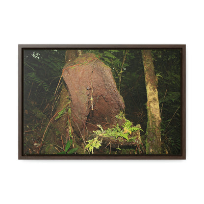Horizontal Framed Premium Gallery Wrap Canvas - 14 KM TRADEWINDS TRAIL - EL YUNQUE RAINFOREST PR EXPLORATION ON 2013-02-01 - DECAYING TREE WITH PLANTS INSIDE ON TRAIL - BEFORE MARIA - Green Forest Home