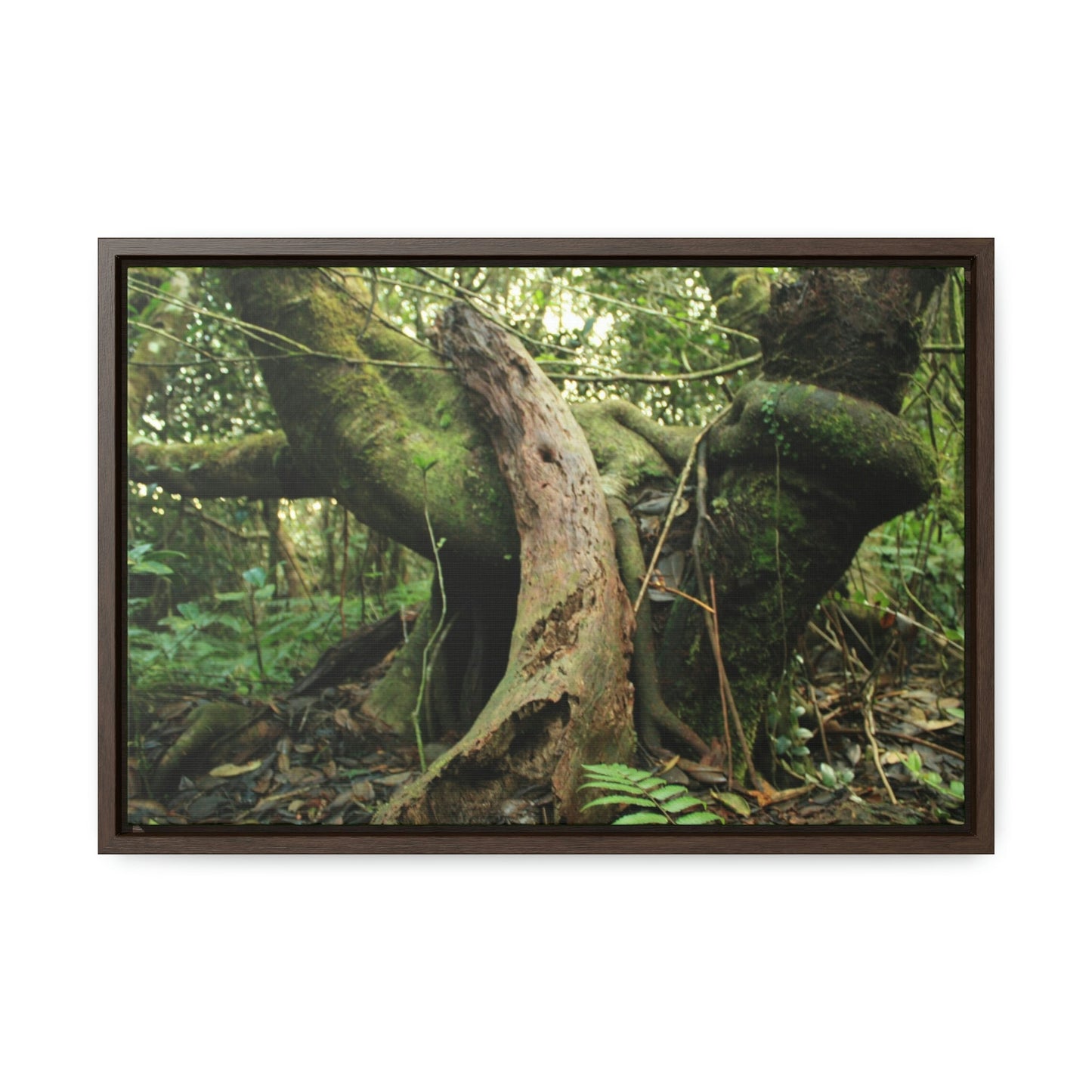 Horizontal Framed Premium Gallery Wrap Canvas - 14 KM TRADEWINDS TRAIL - EL YUNQUE RAINFOREST PR EXPLORATION ON 2013-02-01 - OLD PAL RESTS ON TREE WHILE IT HOLDS ON ANOTHER DECAYING TREE AS BASE - THE CLOUD FOREST - BEFORE MARIA - Green Forest Home