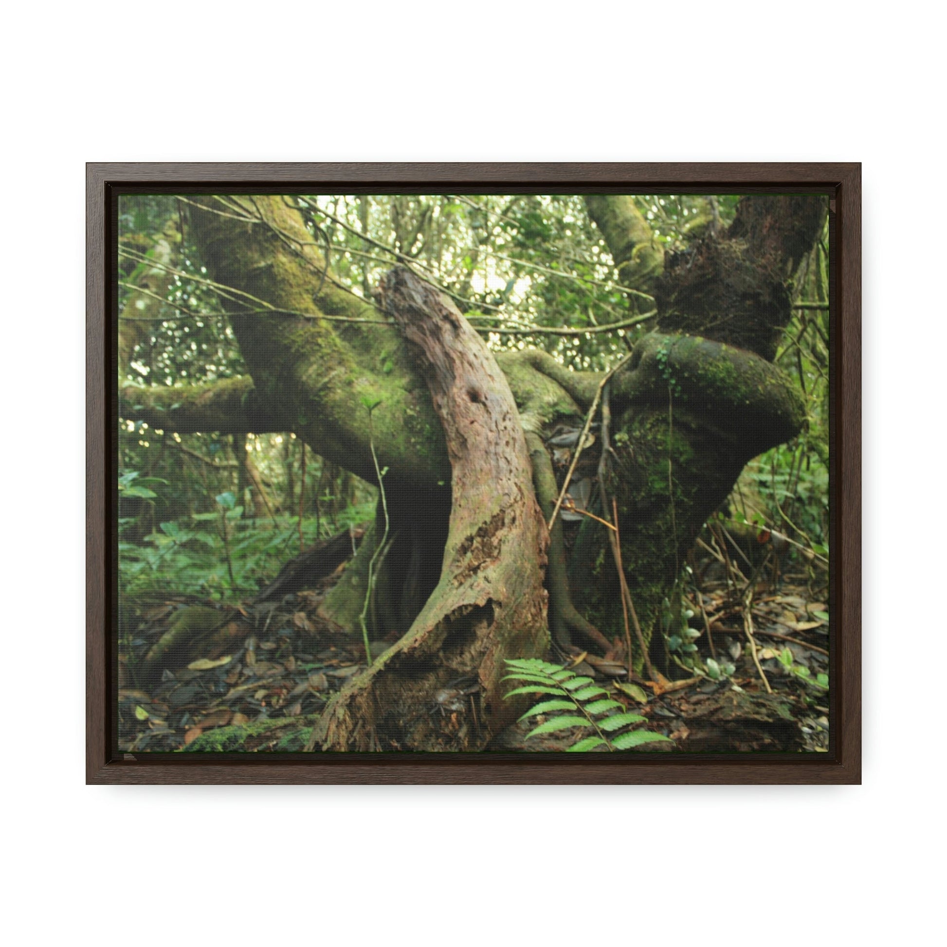 Horizontal Framed Premium Gallery Wrap Canvas - 14 KM TRADEWINDS TRAIL - EL YUNQUE RAINFOREST PR EXPLORATION ON 2013-02-01 - OLD PAL RESTS ON TREE WHILE IT HOLDS ON ANOTHER DECAYING TREE AS BASE - THE CLOUD FOREST - BEFORE MARIA - Green Forest Home