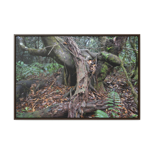 Horizontal Framed Premium Gallery Wrap Canvas - 14 KM TRADEWINDS TRAIL - EL YUNQUE RAINFOREST PR EXPLORATION ON 2013-02-01 - OLD PAL RESTS ON TREE WHILE IT HOLDS ON ANOTHER DECAYING TREE AS BASE - THE CLOUD FOREST - BEFORE MARIA - Green Forest Home