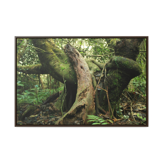 Horizontal Framed Premium Gallery Wrap Canvas - 14 KM TRADEWINDS TRAIL - EL YUNQUE RAINFOREST PR EXPLORATION ON 2013-02-01 - OLD PAL RESTS ON TREE WHILE IT HOLDS ON ANOTHER DECAYING TREE AS BASE - THE CLOUD FOREST - BEFORE MARIA - Green Forest Home