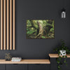Horizontal Framed Premium Gallery Wrap Canvas - 14 KM TRADEWINDS TRAIL - EL YUNQUE RAINFOREST PR EXPLORATION ON 2013-02-01 - OLD PAL RESTS ON TREE WHILE IT HOLDS ON ANOTHER DECAYING TREE AS BASE - THE CLOUD FOREST - BEFORE MARIA - Green Forest Home