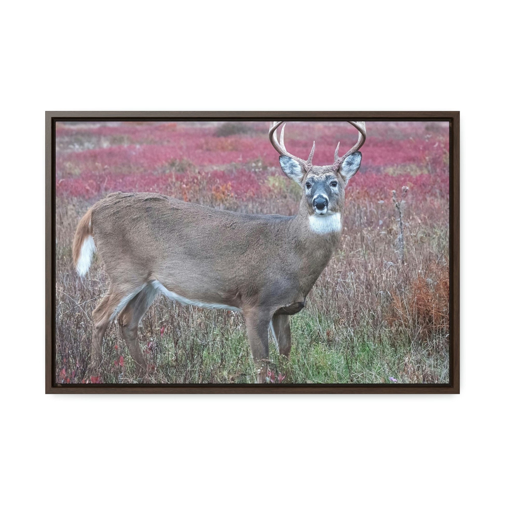 Horizontal Framed Premium Gallery Wrap Canvas - Celebrating the Great Smoky Mountain National Park - Green Forest Home