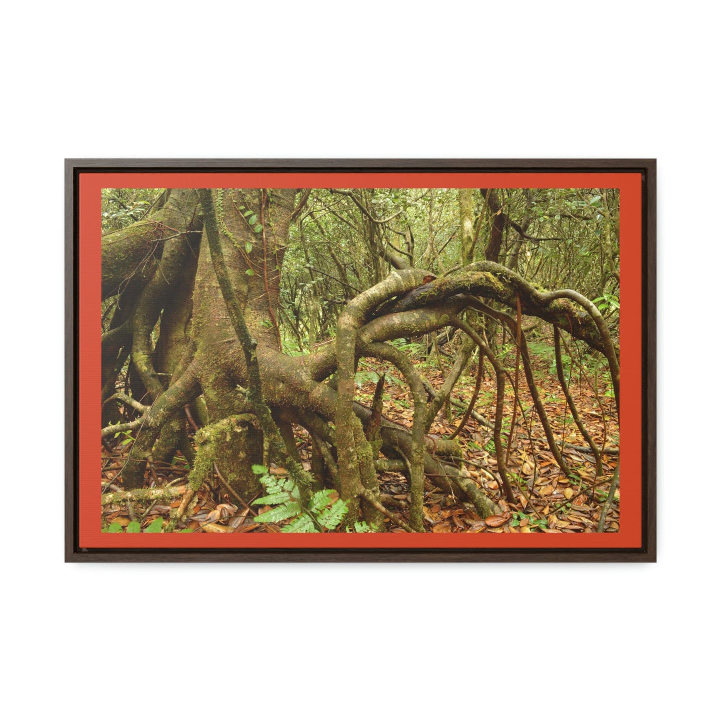 Horizontal Framed Premium Gallery Wrap Canvas - Dancing Trees - Near Old Pal warped trees typical of cloud high-altitude rain forest El Yunque PR - Green Forest Home