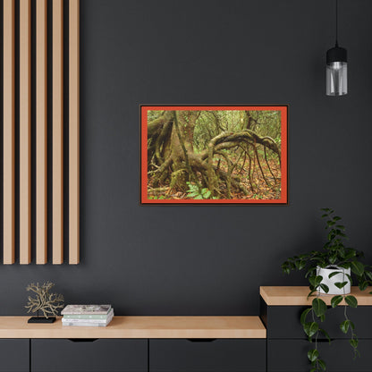 Horizontal Framed Premium Gallery Wrap Canvas - Dancing Trees - Near Old Pal warped trees typical of cloud high-altitude rain forest El Yunque PR - Green Forest Home