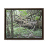 Horizontal Framed Premium Gallery Wrap Canvas - Holy Spirit River explorations - El Yunque rainforest PR - Green Forest Home