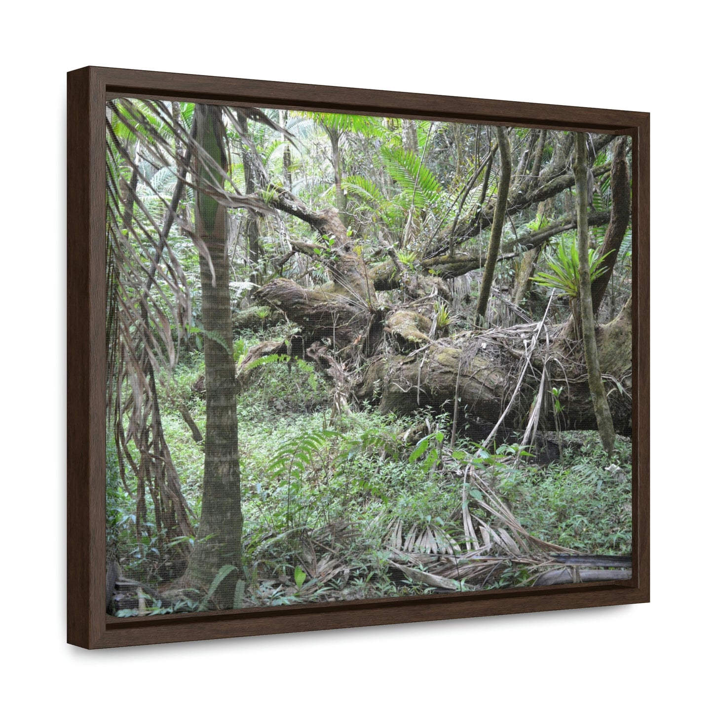 Horizontal Framed Premium Gallery Wrap Canvas - Holy Spirit River explorations - El Yunque rainforest PR - Green Forest Home