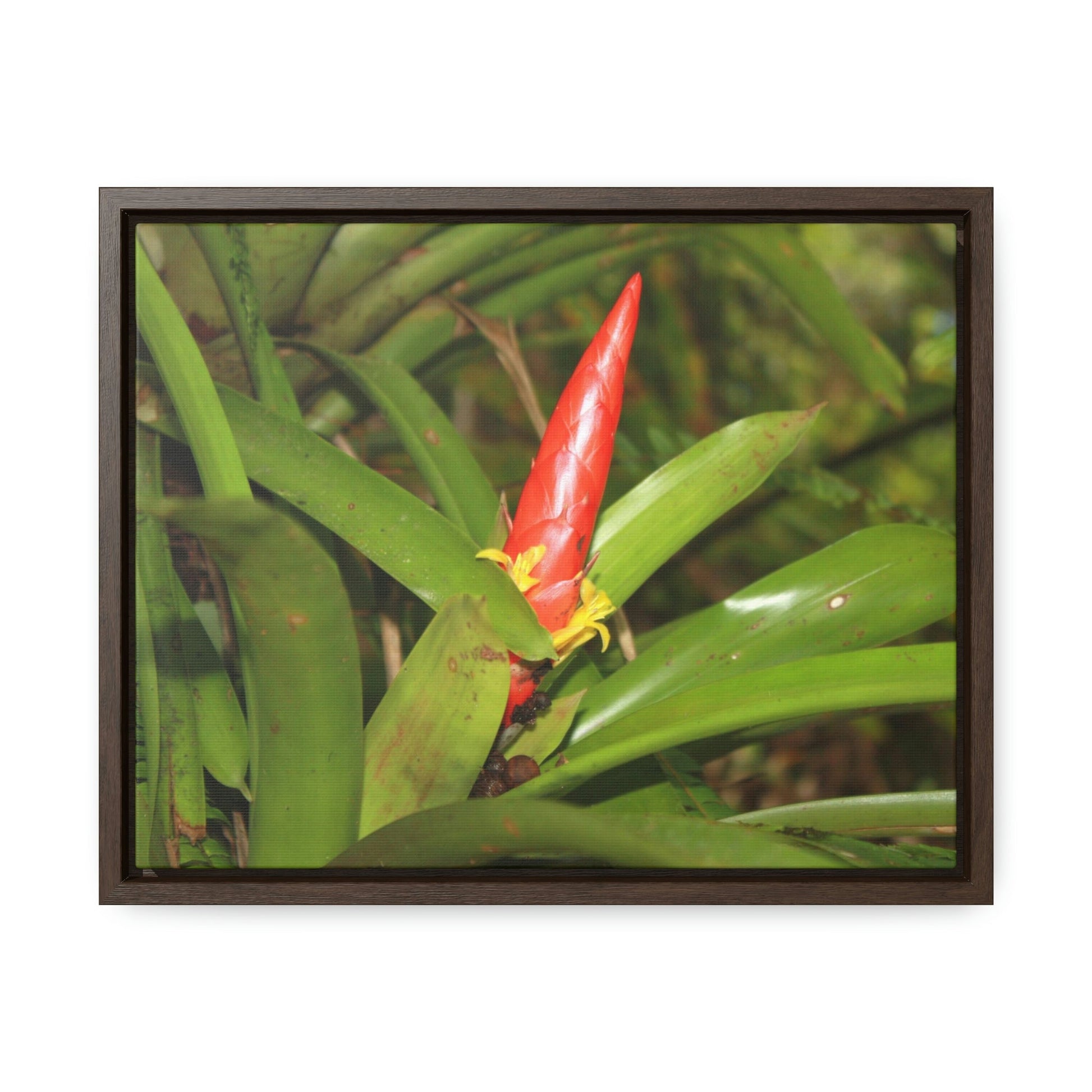 Horizontal Framed Premium Gallery Wrap Canvas - Holy Spirit River explorations - El Yunque rainforest PR - Green Forest Home