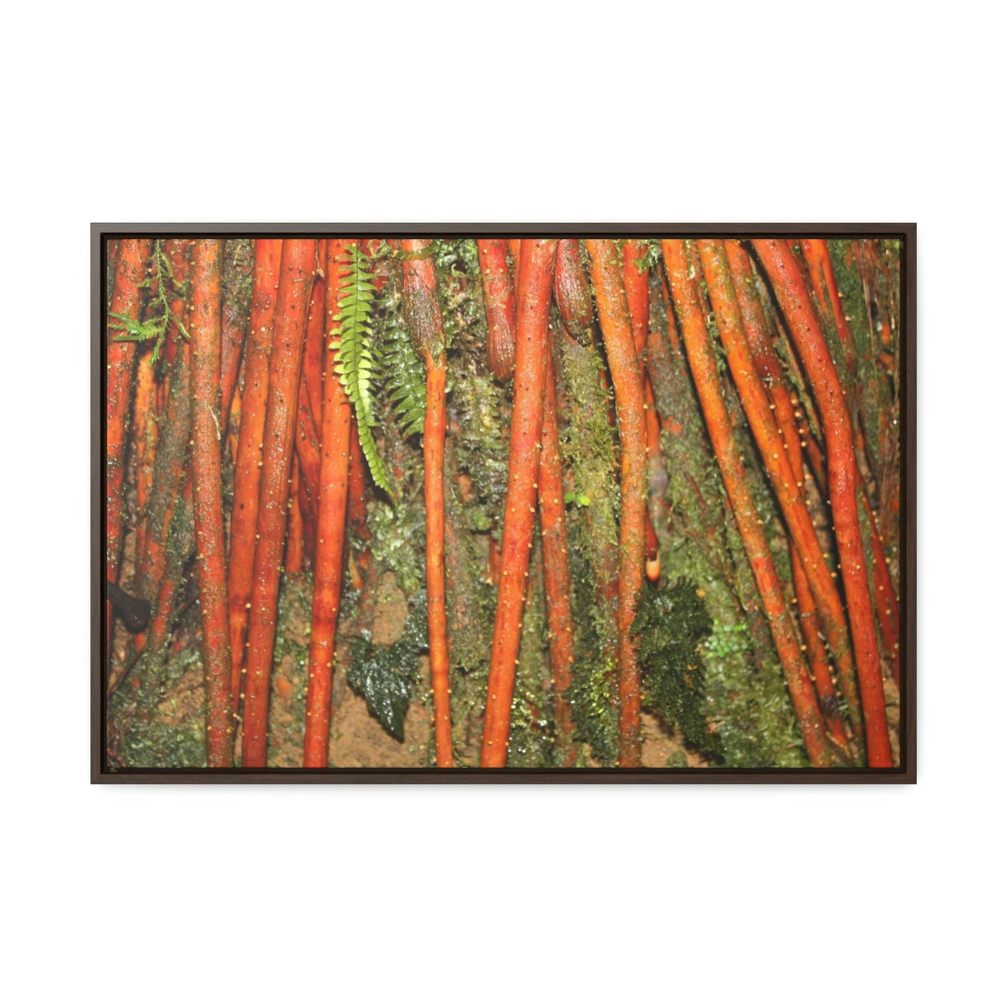 Horizontal Framed Premium Gallery Wrap Canvas - Holy Spirit River explorations - El Yunque rainforest PR - Green Forest Home