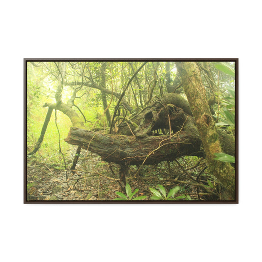 Horizontal Framed Premium Gallery Wrap Canvas - Holy Spirit River explorations - El Yunque rainforest PR - Green Forest Home