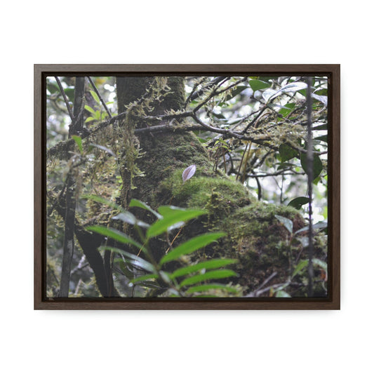 Horizontal Framed Premium Gallery Wrap Canvas - Holy Spirit River explorations - El Yunque rainforest PR - Green Forest Home
