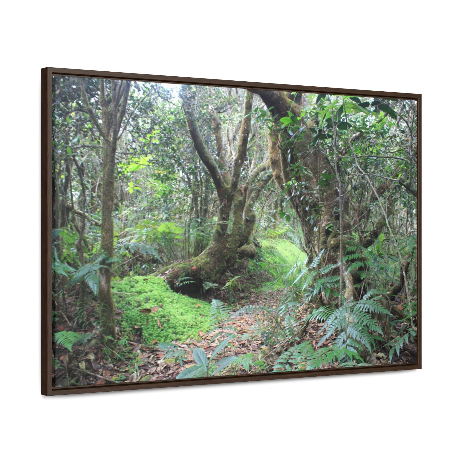 Horizontal Framed Premium Gallery Wrap Canvas - Holy Spirit River explorations - El Yunque rainforest PR - Green Forest Home