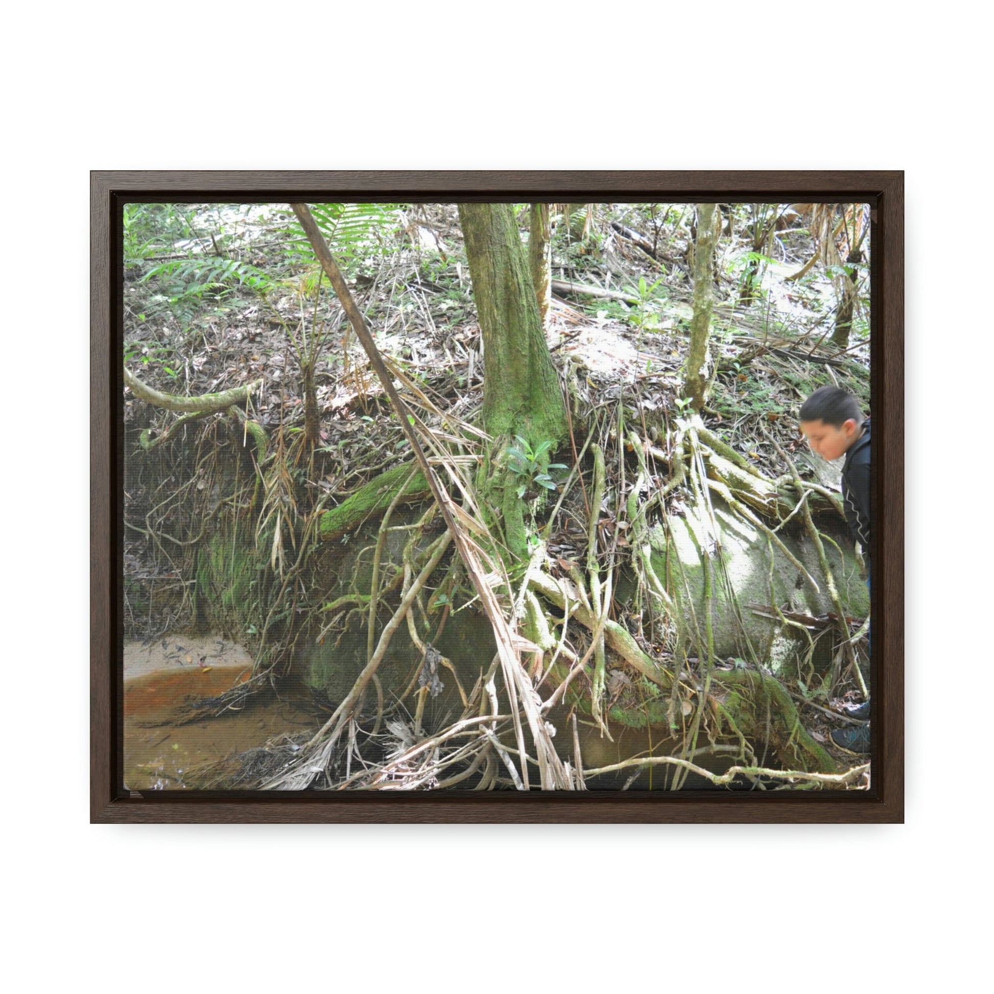 Horizontal Framed Premium Gallery Wrap Canvas - Holy Spirit River explorations - El Yunque rainforest PR - Green Forest Home