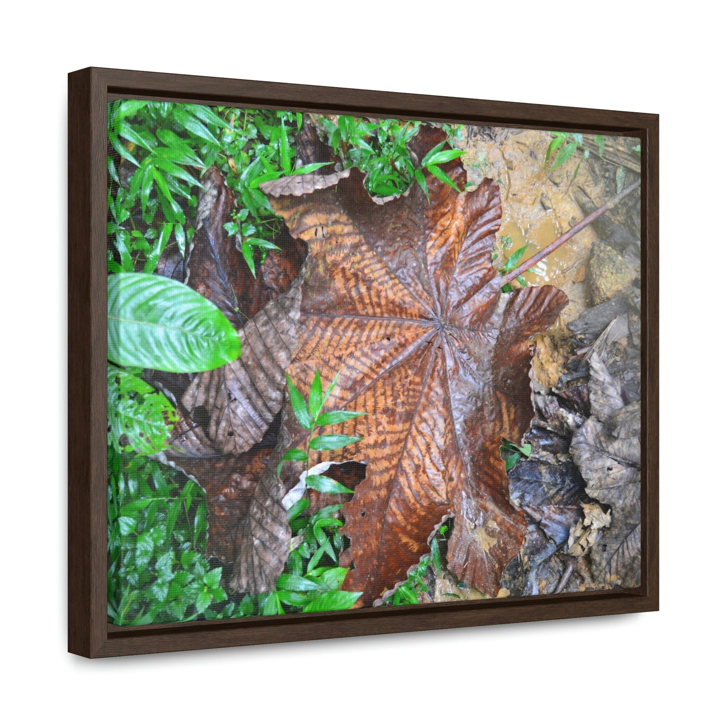 Horizontal Framed Premium Gallery Wrap Canvas - Holy Spirit River explorations - El Yunque rainforest PR - Green Forest Home