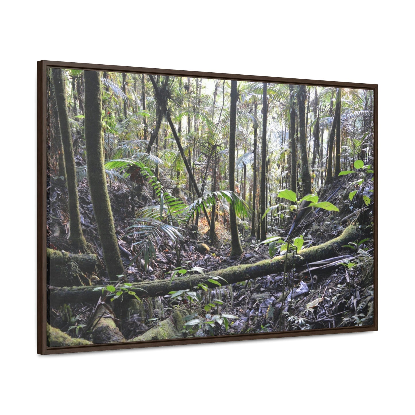 Horizontal Framed Premium Gallery Wrap Canvas - Holy Spirit River explorations - El Yunque rainforest PR - Green Forest Home