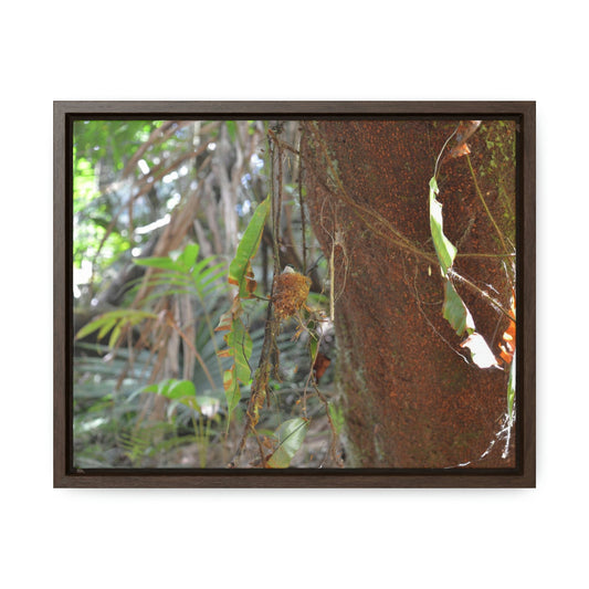Horizontal Framed Premium Gallery Wrap Canvas - Holy Spirit River explorations - El Yunque rainforest PR - Green Forest Home