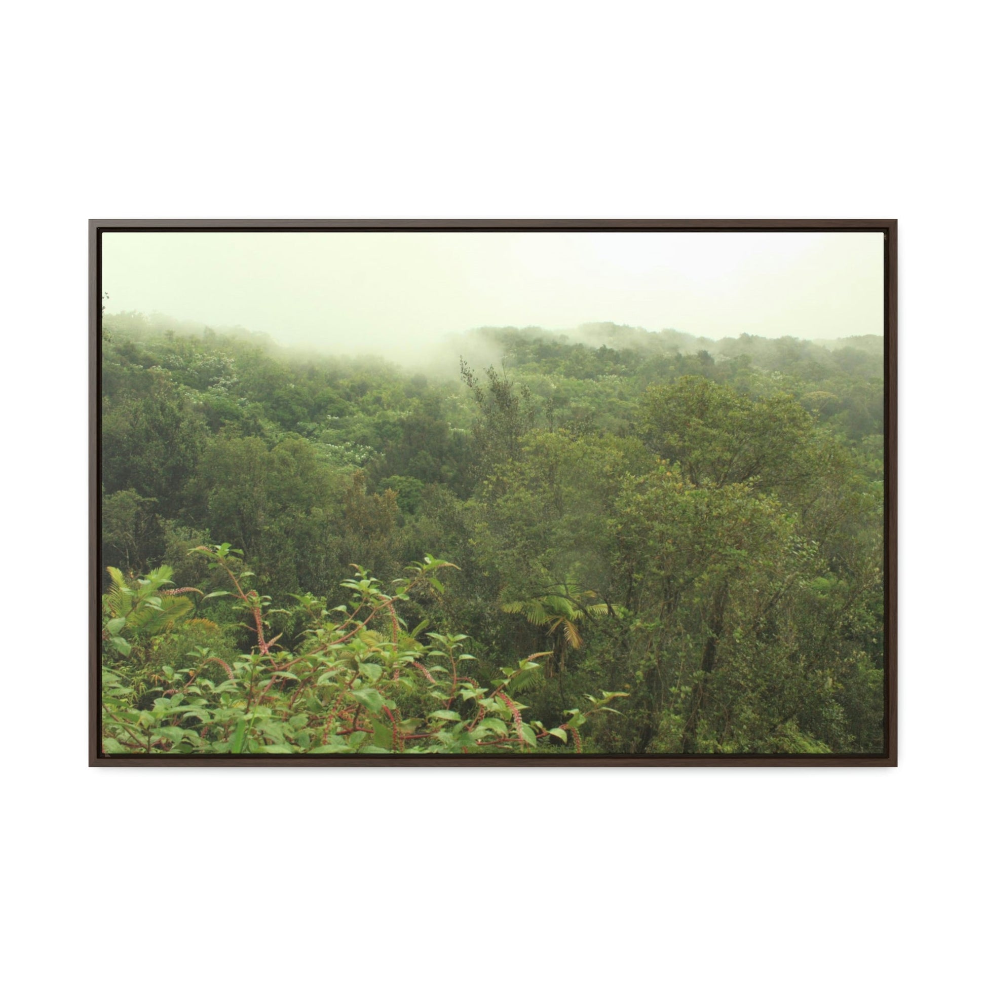 Horizontal Framed Premium Gallery Wrap Canvas - Holy Spirit River explorations - El Yunque rainforest PR - Green Forest Home