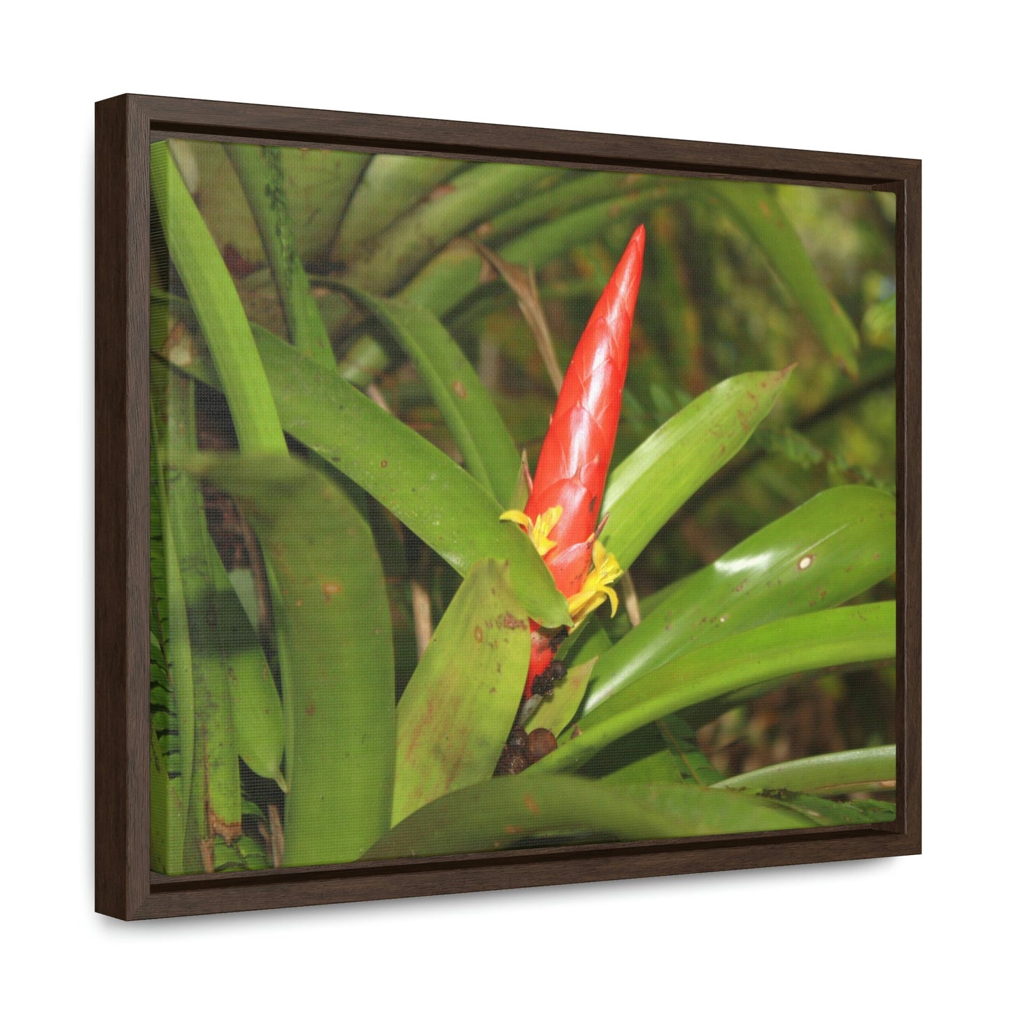Horizontal Framed Premium Gallery Wrap Canvas - Holy Spirit River explorations - El Yunque rainforest PR - Green Forest Home
