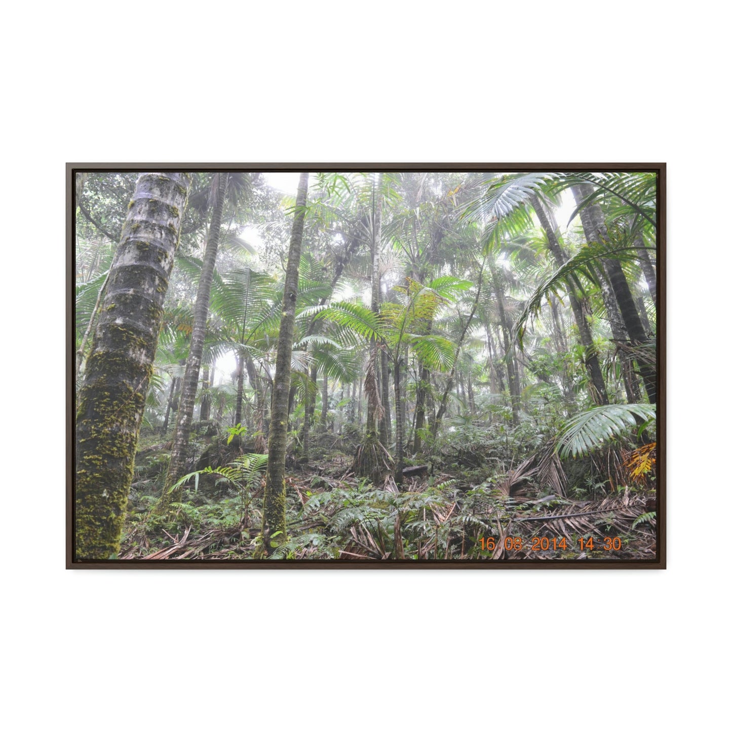 Horizontal Framed Premium Gallery Wrap Canvas - Holy Spirit River explorations - El Yunque rainforest PR - Green Forest Home