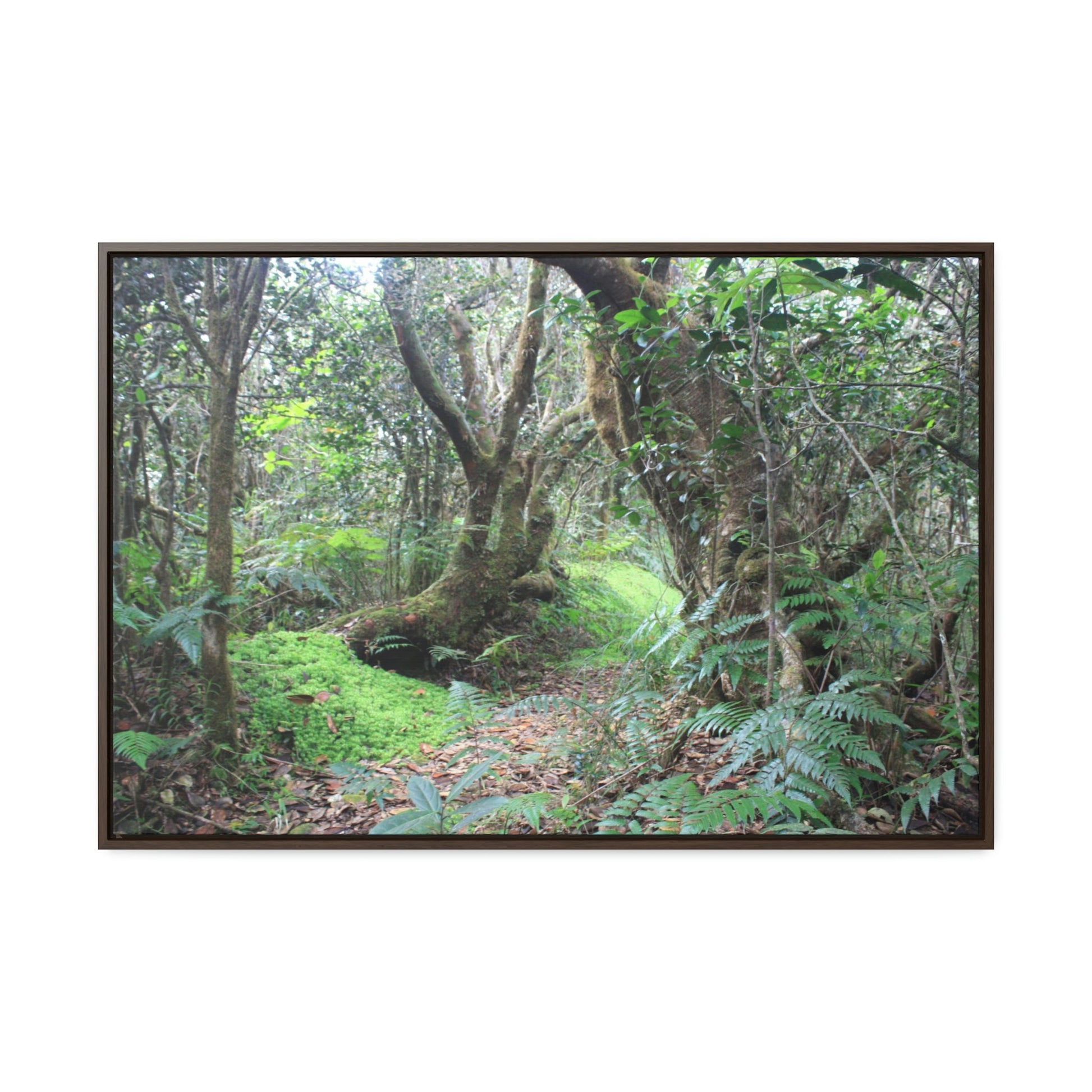 Horizontal Framed Premium Gallery Wrap Canvas - Holy Spirit River explorations - El Yunque rainforest PR - Green Forest Home