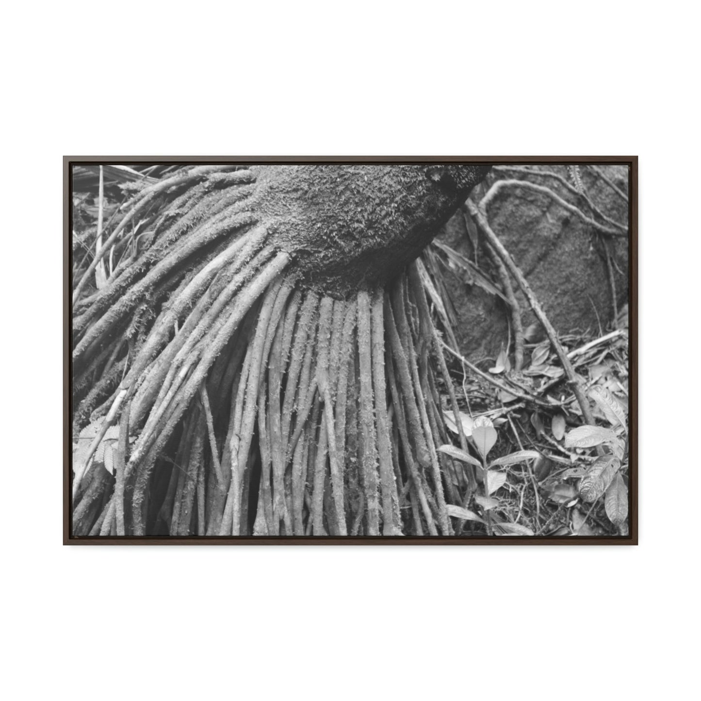 Horizontal Framed Premium Gallery Wrap Canvas - Holy Spirit River explorations - El Yunque rainforest PR - Green Forest Home