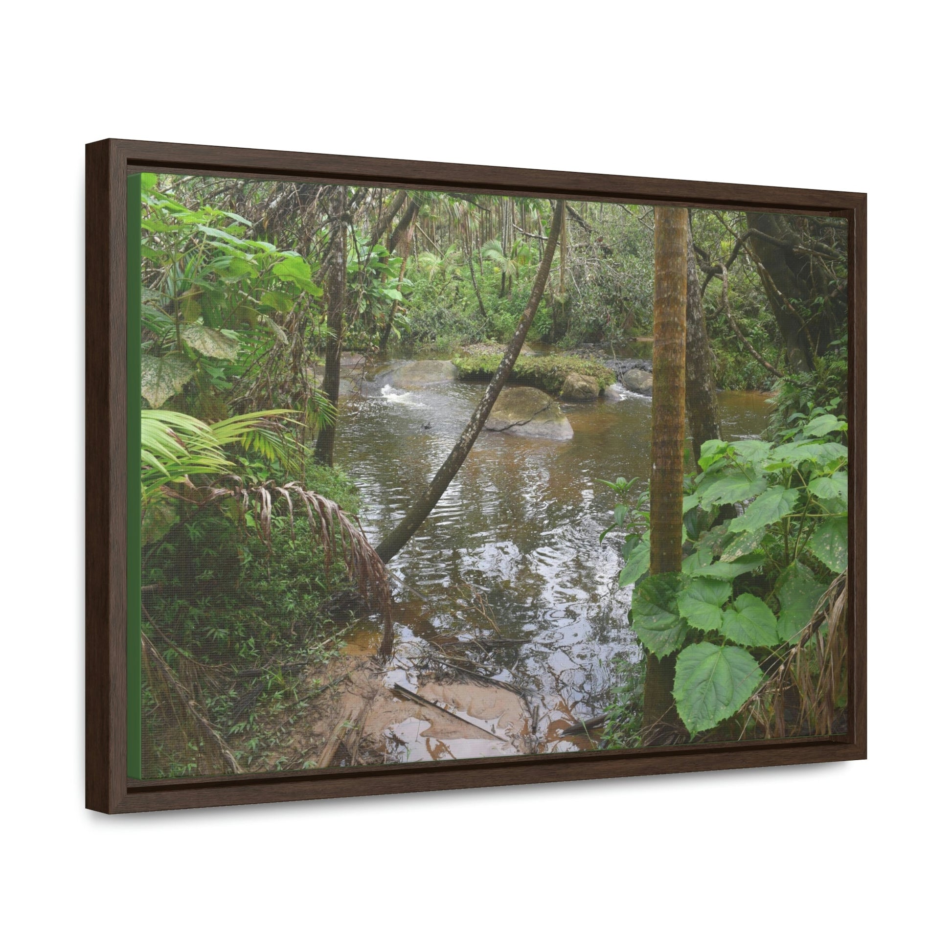 Horizontal Framed Premium Gallery Wrap Canvas - The Rio Sabana river - upper sections after Hurr. Maria - El Yunque rainforest PR - No3 - Green Forest Home