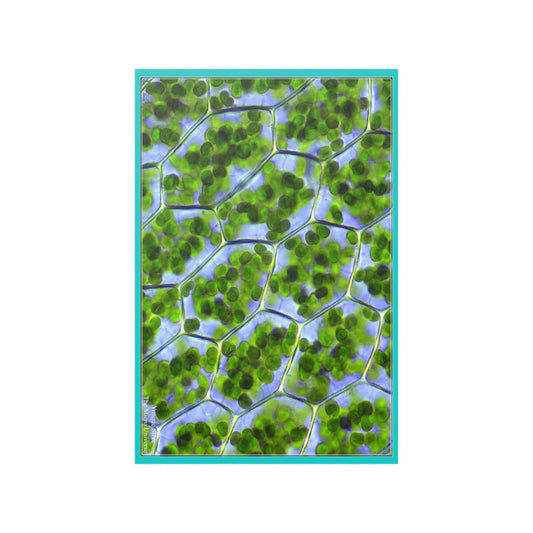 Low cost quality Posters - The Micro-Universe - Field Ion Microscope - Chloroplasts - plant cells - Green Forest Home