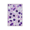 Low cost quality Posters - The Micro-Universe - Field Ion Microscope - HUMAN skin cells - Green Forest Home