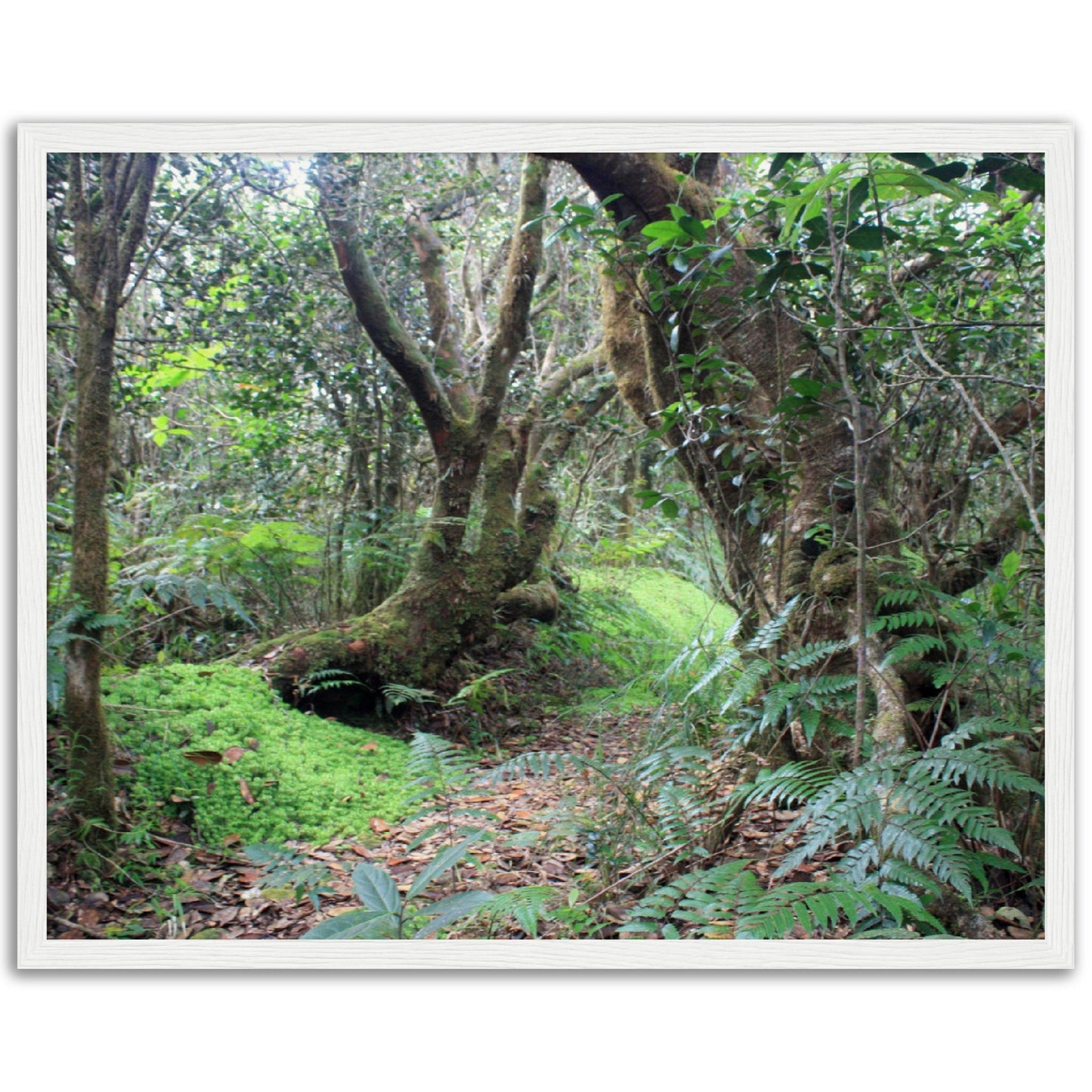 Museum-Quality Matte Paper Wooden Framed Poster - Paradise in El Yunque Rainforest Tradewinds Trail - Green Forest Home