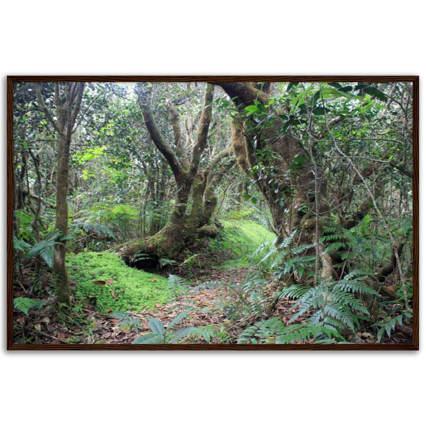 Museum-Quality Matte Paper Wooden Framed Poster - Paradise in El Yunque Rainforest Tradewinds Trail - Green Forest Home