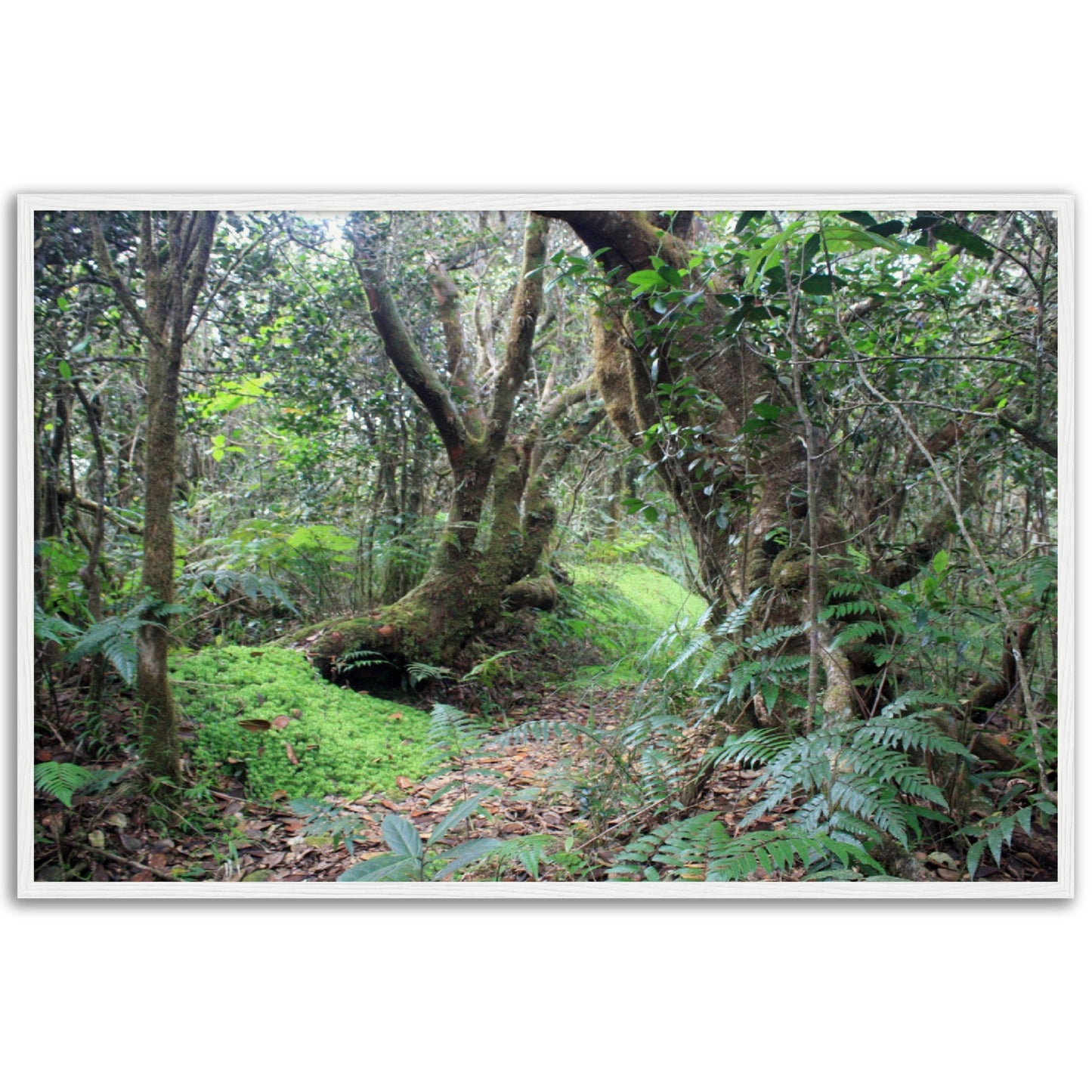 Museum-Quality Matte Paper Wooden Framed Poster - Paradise in El Yunque Rainforest Tradewinds Trail - Green Forest Home