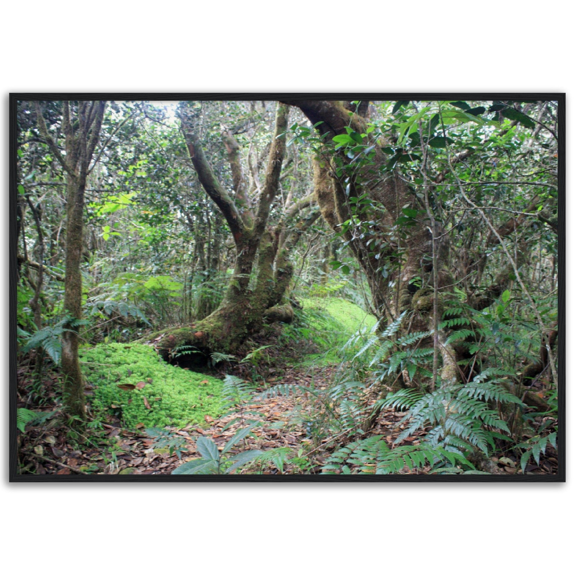 Museum-Quality Matte Paper Wooden Framed Poster - Paradise in El Yunque Rainforest Tradewinds Trail - Green Forest Home