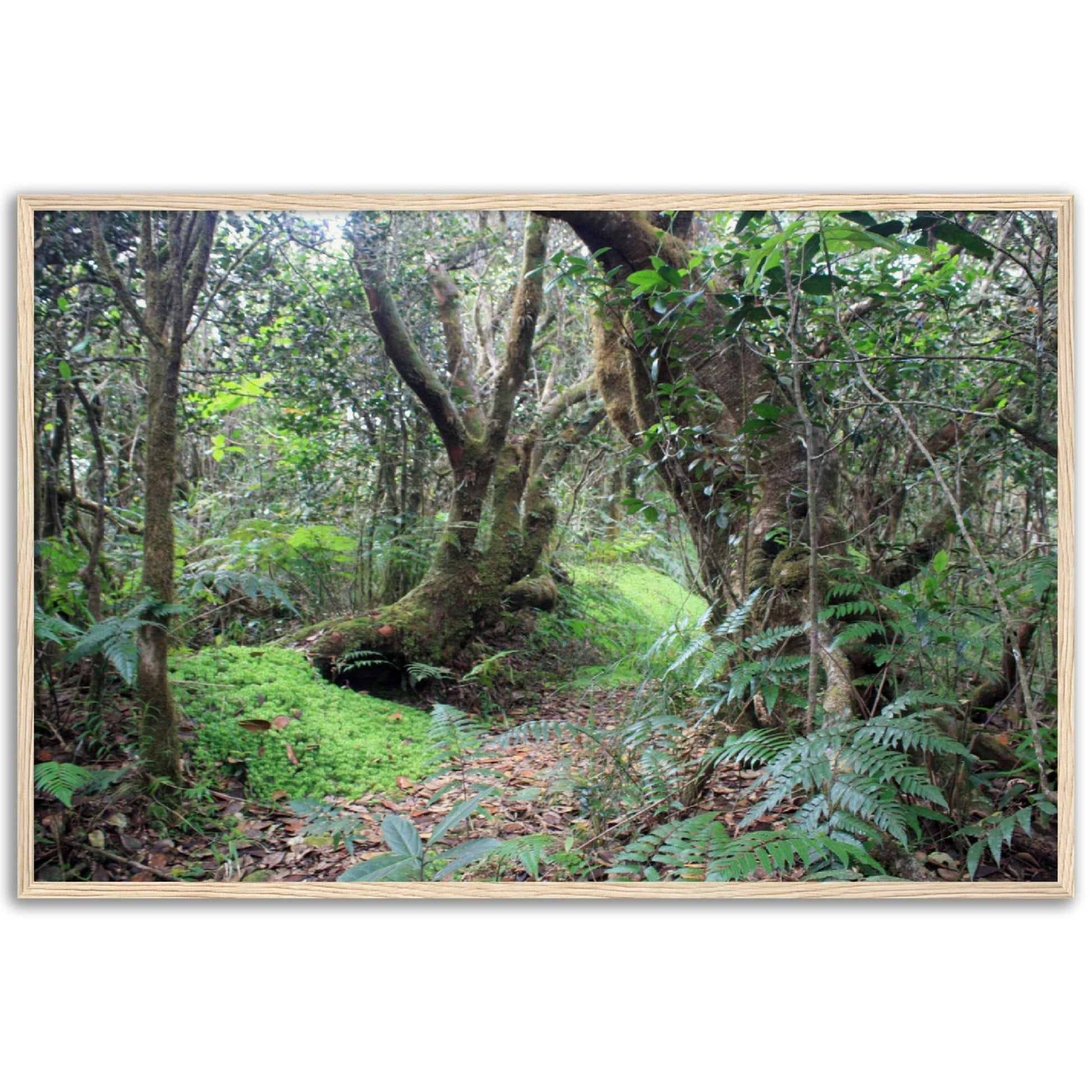 Museum-Quality Matte Paper Wooden Framed Poster - Paradise in El Yunque Rainforest Tradewinds Trail - Green Forest Home
