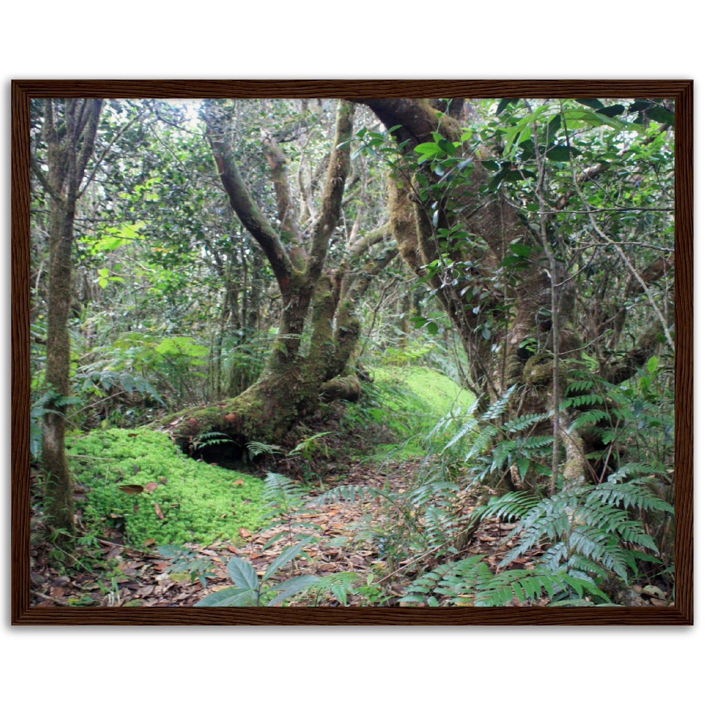 Museum-Quality Matte Paper Wooden Framed Poster - Paradise in El Yunque Rainforest Tradewinds Trail - Green Forest Home