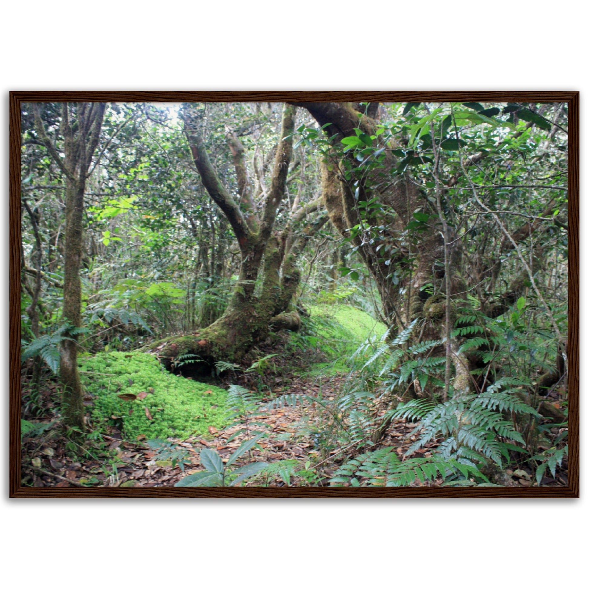 Museum-Quality Matte Paper Wooden Framed Poster - Paradise in El Yunque Rainforest Tradewinds Trail - Green Forest Home