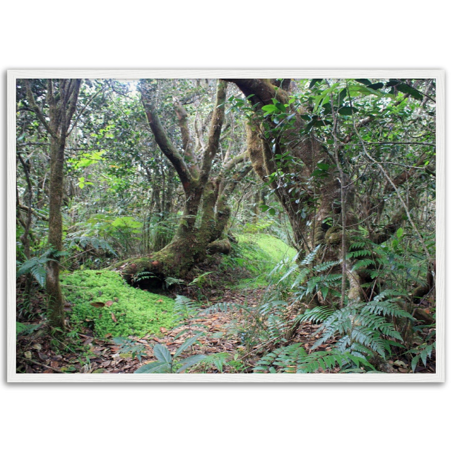 Museum-Quality Matte Paper Wooden Framed Poster - Paradise in El Yunque Rainforest Tradewinds Trail - Green Forest Home