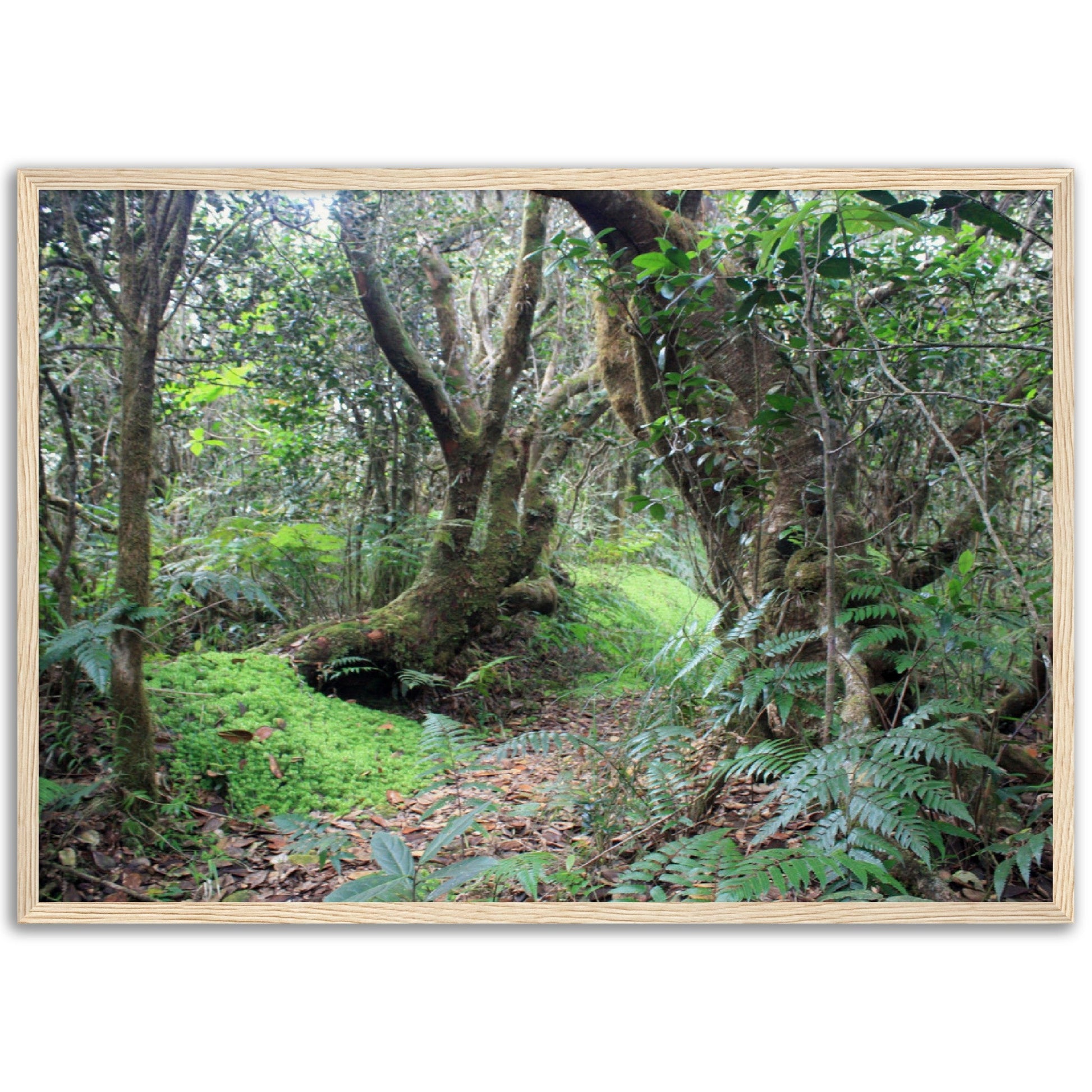 Museum-Quality Matte Paper Wooden Framed Poster - Paradise in El Yunque Rainforest Tradewinds Trail - Green Forest Home