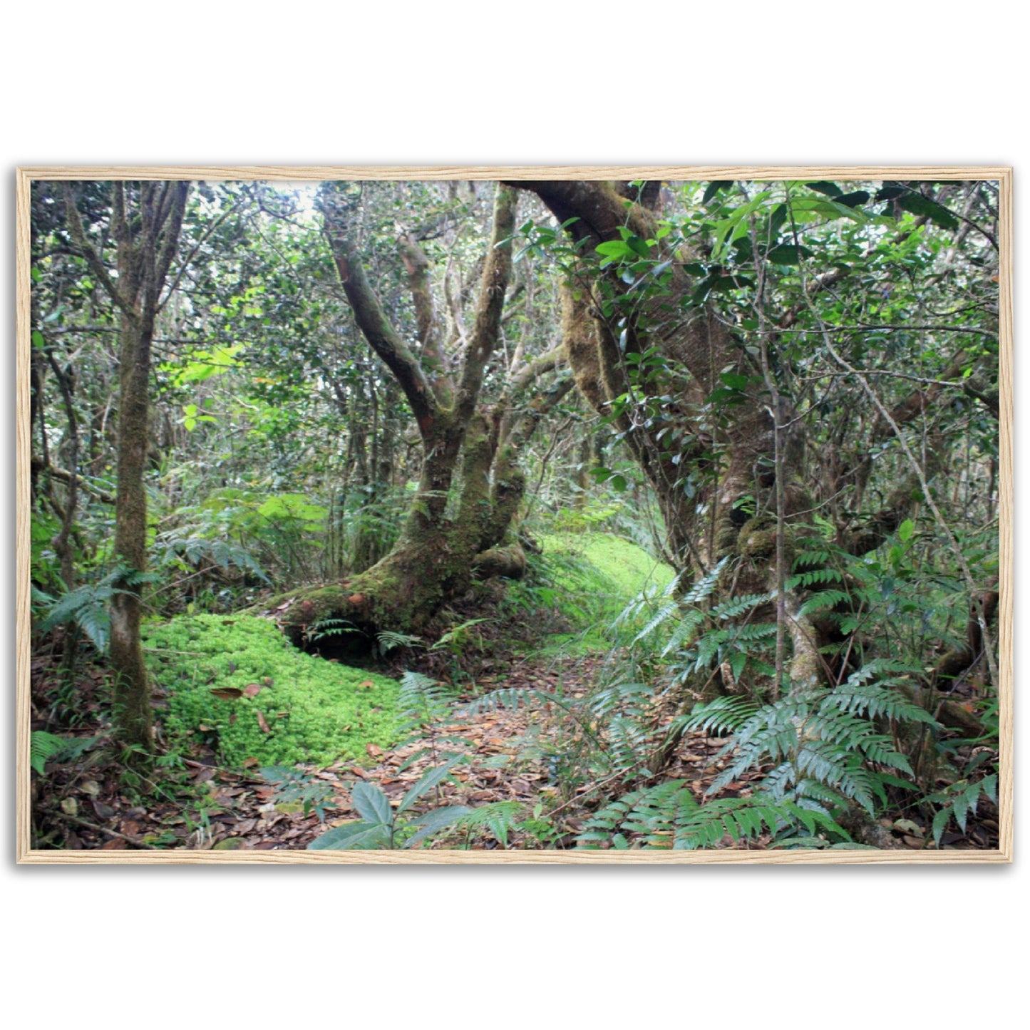 Museum-Quality Matte Paper Wooden Framed Poster - Paradise in El Yunque Rainforest Tradewinds Trail - Green Forest Home