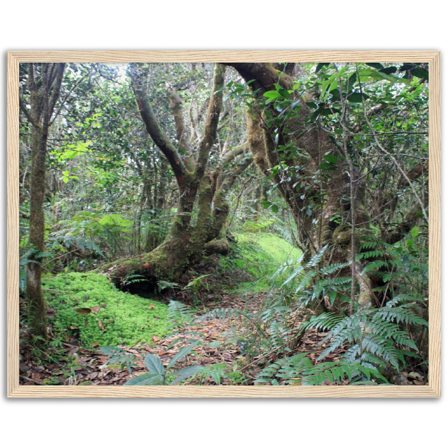 Museum-Quality Matte Paper Wooden Framed Poster - Paradise in El Yunque Rainforest Tradewinds Trail - Green Forest Home