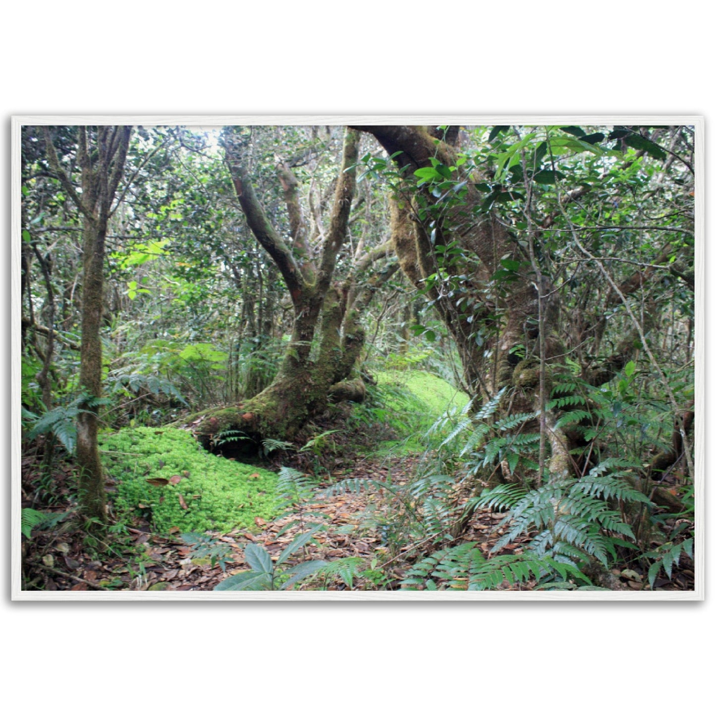 Museum-Quality Matte Paper Wooden Framed Poster - Paradise in El Yunque Rainforest Tradewinds Trail - Green Forest Home