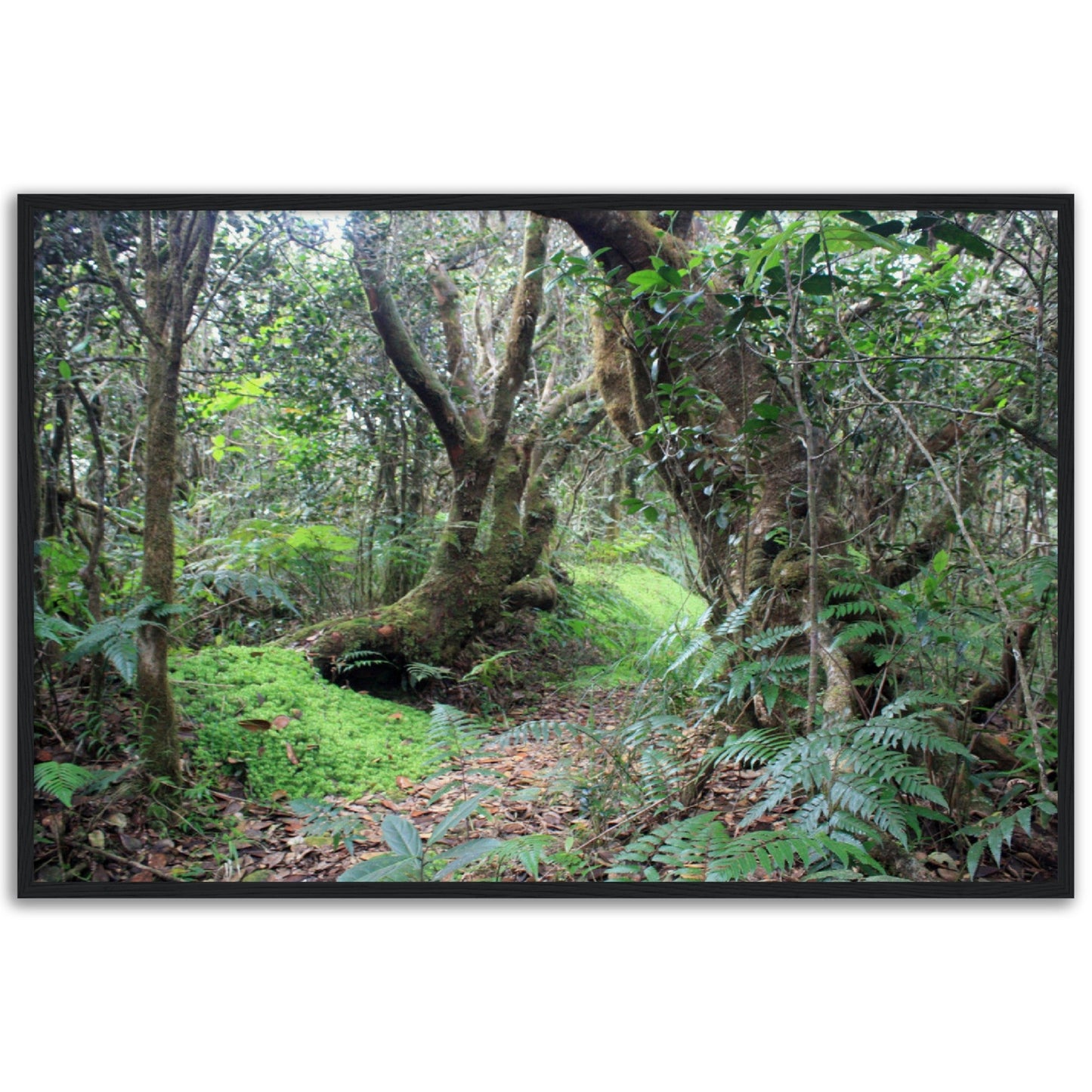 Museum-Quality Matte Paper Wooden Framed Poster - Paradise in El Yunque Rainforest Tradewinds Trail - Green Forest Home