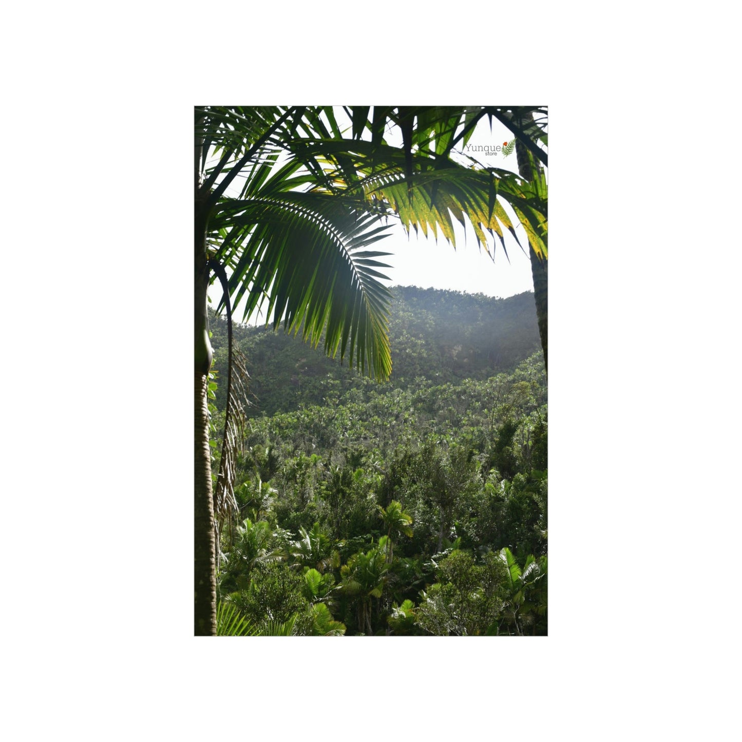 Premium Matte vertical posters - ﻿Bring home the most remote rarely-seen regions of the rainforest in Puerto Rico - El Toro Wilderness - Green Forest Home