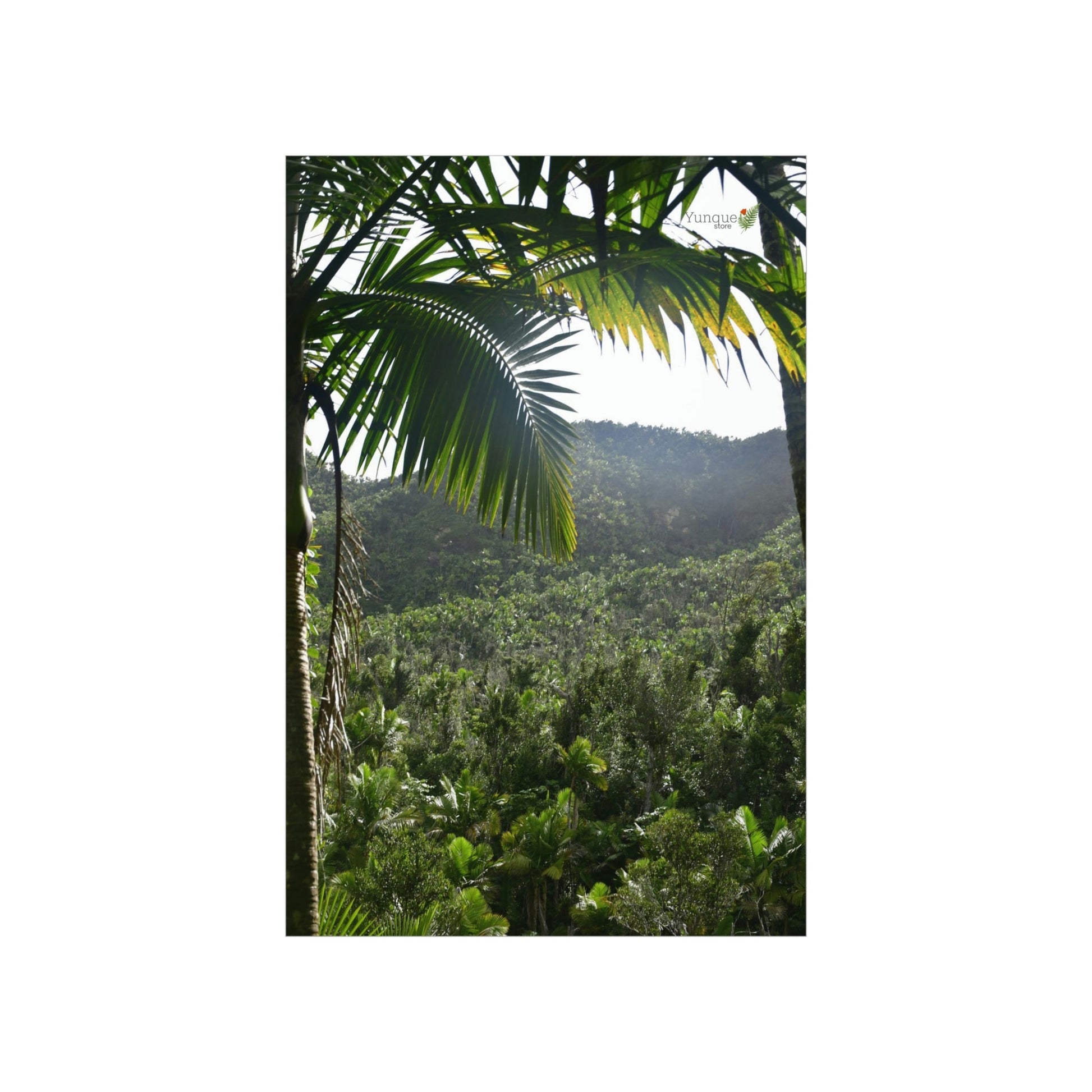 Premium Matte vertical posters - ﻿Bring home the most remote rarely-seen regions of the rainforest in Puerto Rico - El Toro Wilderness - Green Forest Home