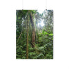 Premium Matte vertical posters - ﻿Bring home the most remote rarely-seen regions of the rainforest in Puerto Rico - El Toro Wilderness - Green Forest Home