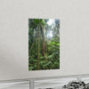 Premium Matte vertical posters - ﻿Bring home the most remote rarely-seen regions of the rainforest in Puerto Rico - El Toro Wilderness - Green Forest Home