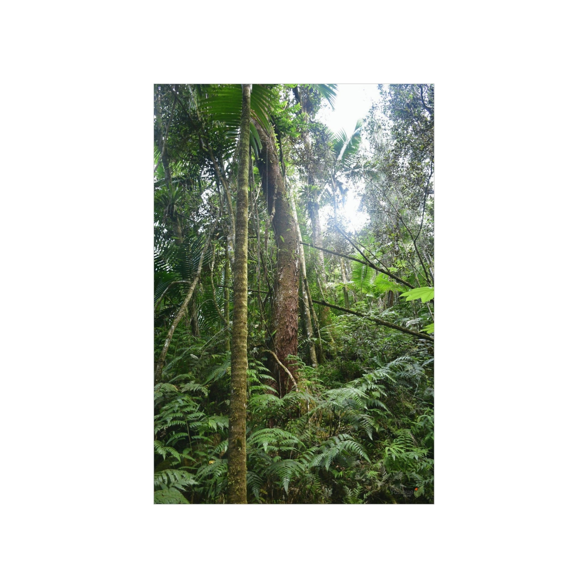 Premium Matte vertical posters - ﻿Bring home the most remote rarely-seen regions of the rainforest in Puerto Rico - El Toro Wilderness - Green Forest Home